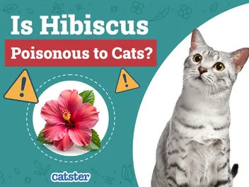 Is Hibiscus Poisonous to Cats? Vet-Reviewed Houseplants Examined