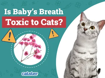 Is Baby’s Breath Toxic to Cats? Vet-Reviewed Houseplants Examined