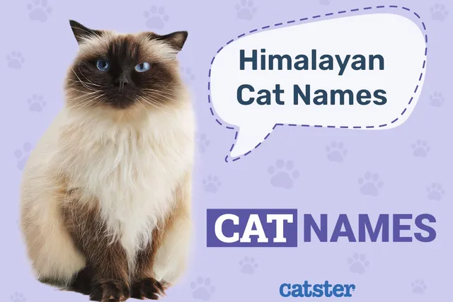 200+ Cute & Fun Himalayan Cat Names