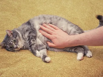Why Is My Cat’s Stomach Gurgling? 8 Vet-Reviewed Reasons