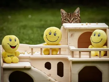 10 Best Outdoor Cat Houses of 2026 - Reviews & Top Picks