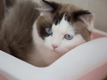 9 Best Litter Boxes for Ragdoll Cats in 2026 - Reviews & Top Picks