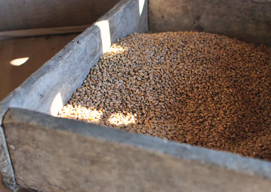 Whole wheat grains in a wooden box