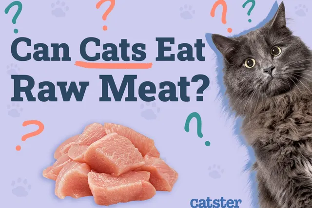 Can Cats Eat Raw Meat? Vet-Approved Nutritional Facts & Precautions