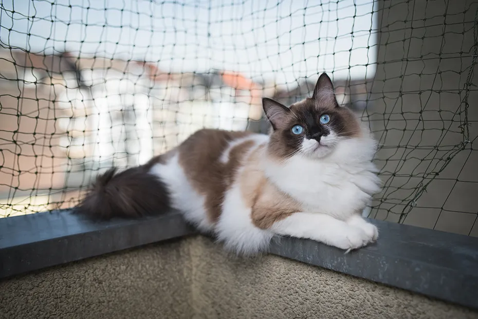 ragdoll cat lying in the edge of the balcony corner
