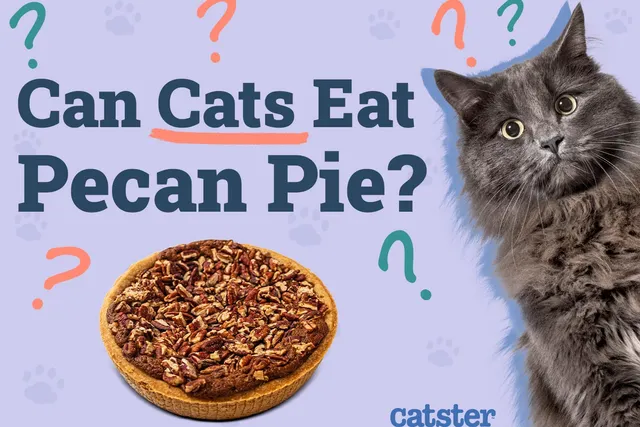 Can Cats Eat Pecan Pie? Vet-Approved Facts & FAQ