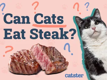 Can Cats Eat Steak? Vet-Verified Nutrition Facts & FAQ