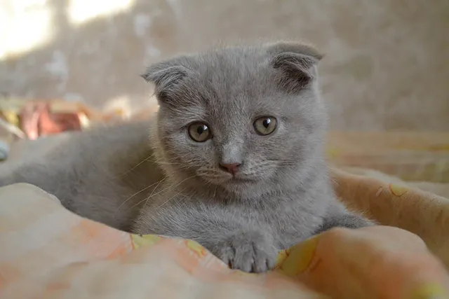 Grey Scottish Fold: Info, Pictures, Facts & History