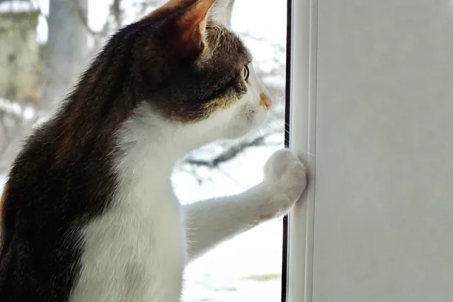 Why Is My Cat Scratching at the Window? 5 Reasons & How To Stop Them