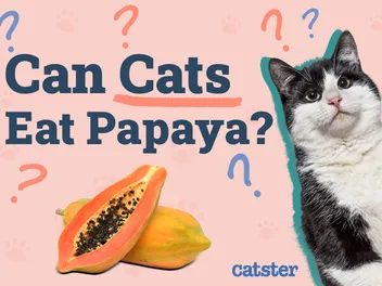 Can Cats Eat Papaya? Vet-Approved Nutritional Science & Info