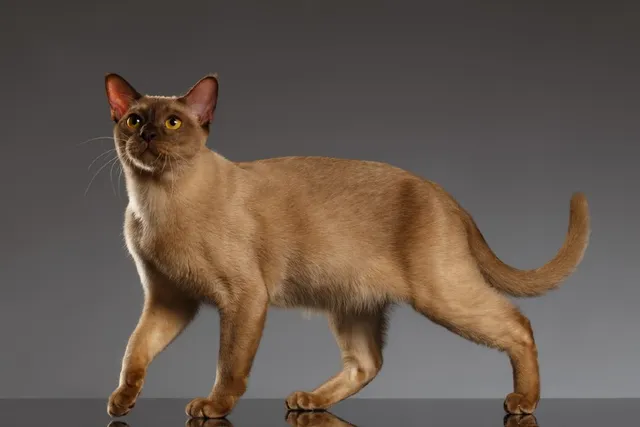Are Burmese Cats Hypoallergenic? What You Need To Know!