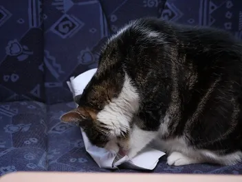 Why Do Cats Eat and Chew on Paper? 4 Reasons for This Behavior