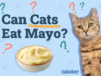 Can Cats Eat Mayo? Vet-Reviewed Nutrition Facts & Advice