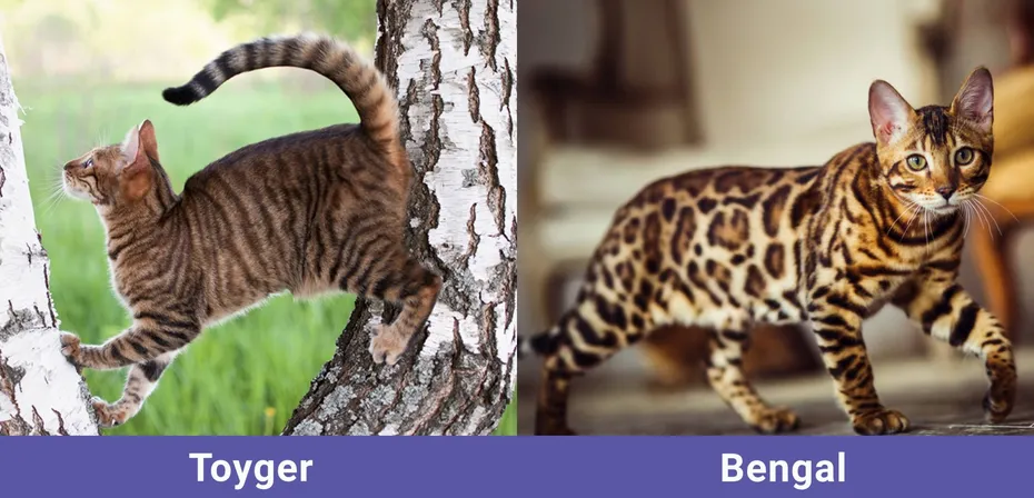 side by side Toyger VS Bengal