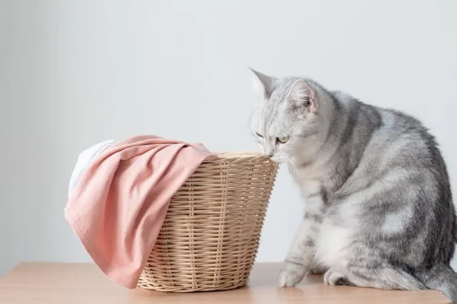 How to Get Cat Pee Smell & Stains Out of Clothes: Quick & Easy Tips