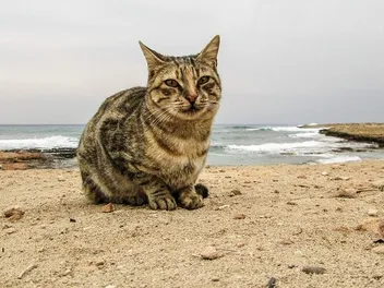 Is Cat Panting Normal? Our Vet Explains