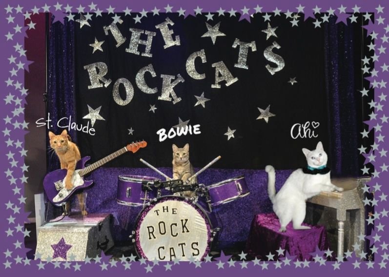 Meet Rock Cats: The Chicago's Meowsical Sensation