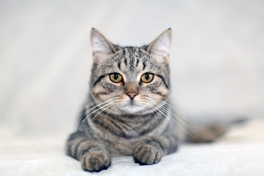 Why Do Tabby Cats Have an “M” on Their Forehead? Myth Vs Genetics (Vet-Reviewed)