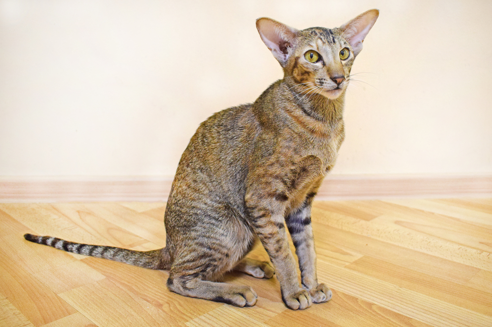 7 Skinny Cat Breeds: Top Choices for Your Home (With Info & Pictures)