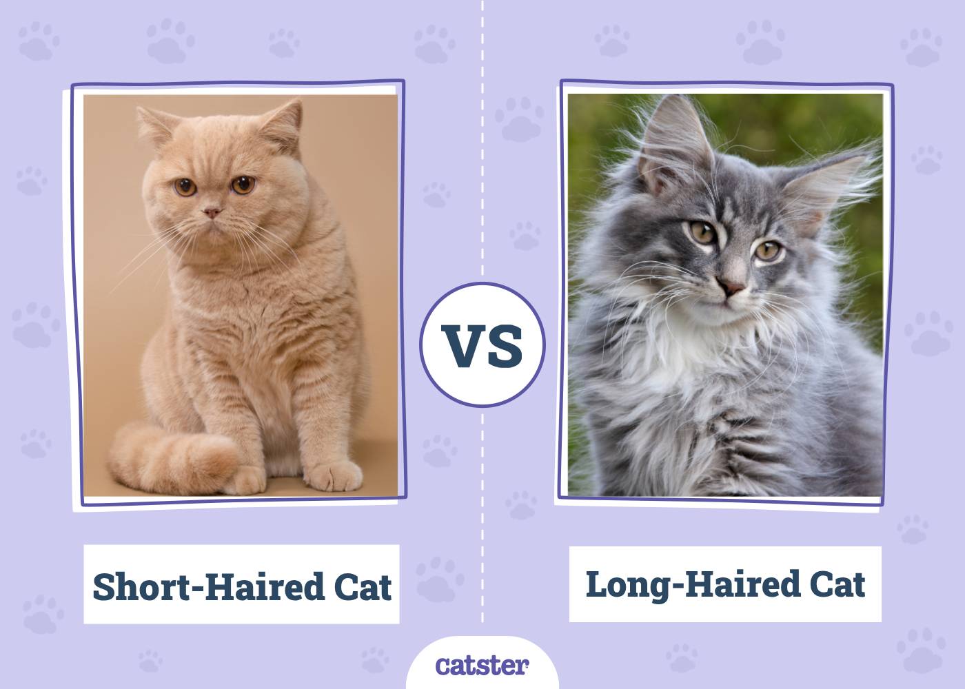 Short-Haired Cat vs. Long-Haired Cat: Vet-Verified Differences (With Pictures)