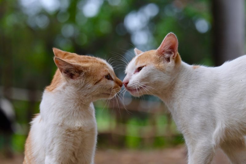 How Do Cats Communicate With Each Other? Vet-Verified Facts & Info