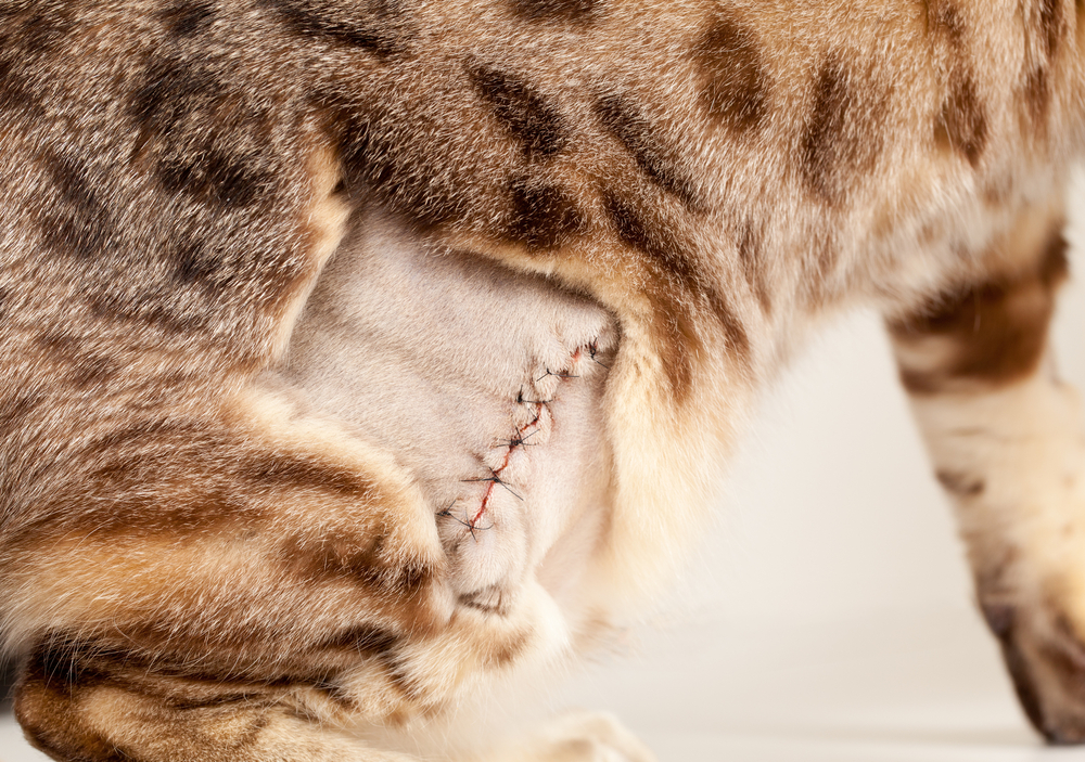 cats-belly-with-incision-scar