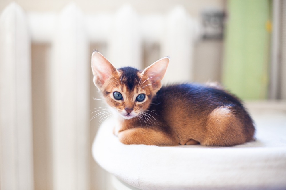 abyssinian kitten