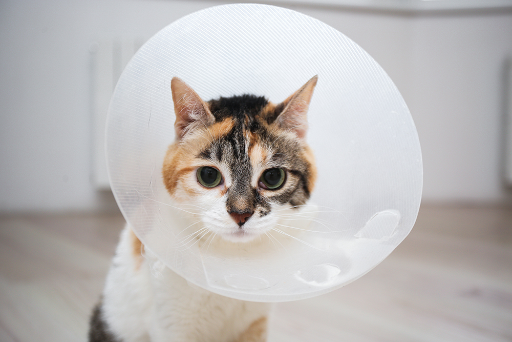 Will My Cat Have a Period After Being Spayed? 4 Signs Your Cat is in Heat