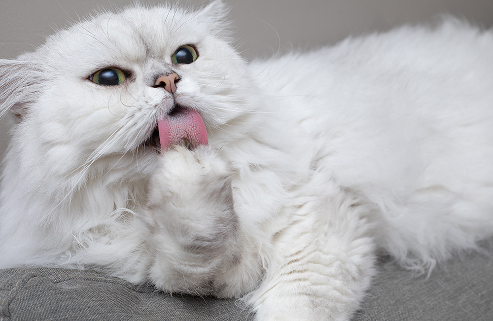 Why Is My Cat Licking All Her Fur Off? Vet Approved Reasons & Tips
