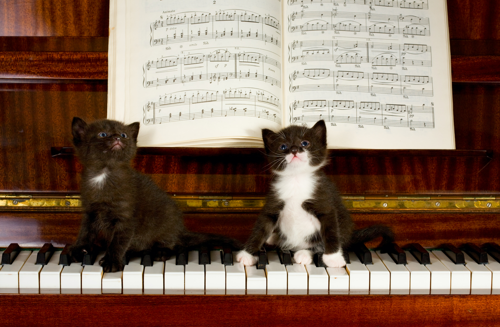 20 Awesome Album Covers With Cats on Them