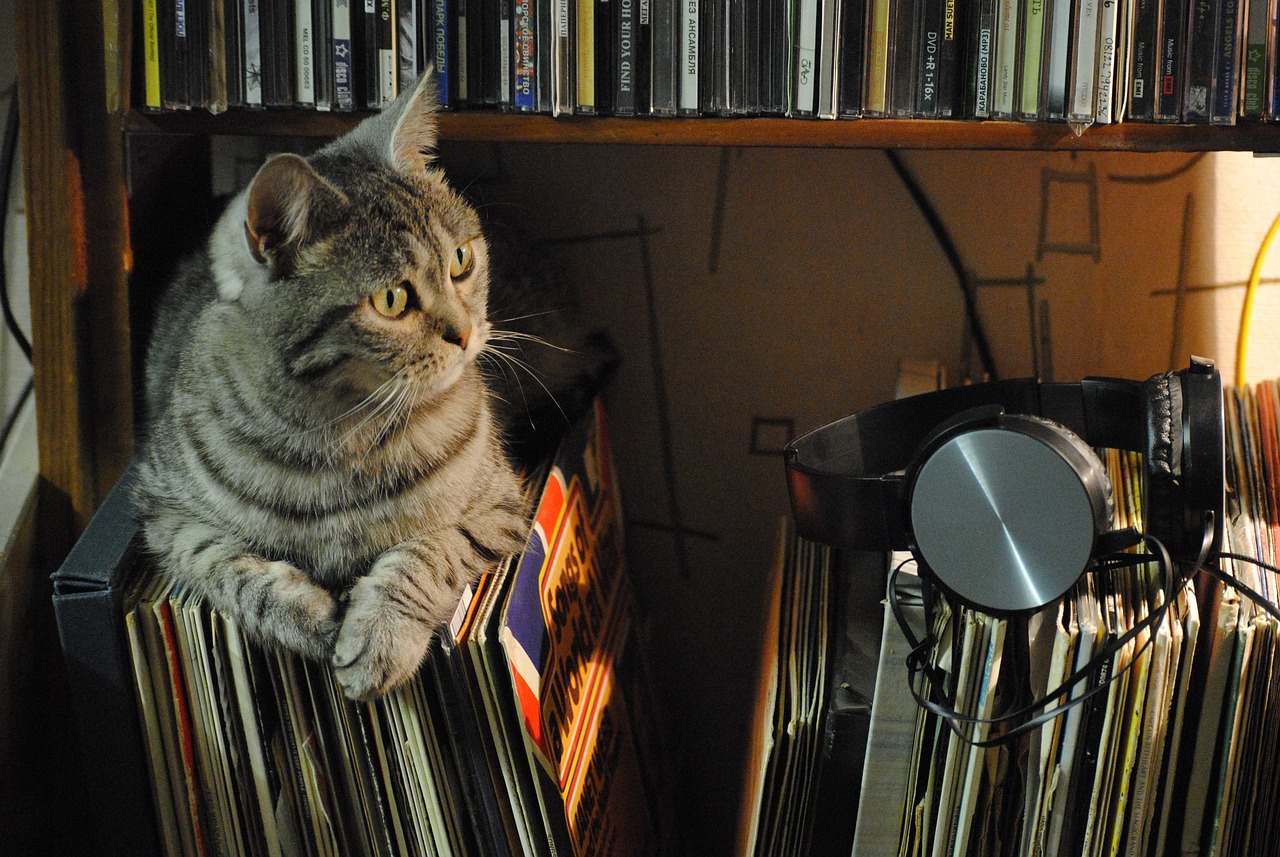 Songs About Cats: Catster’s Top 20 Kitty Tracks in 2026