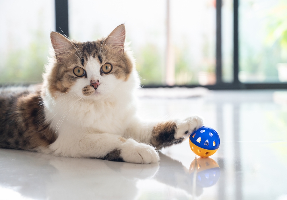 Cat playing with a ball
