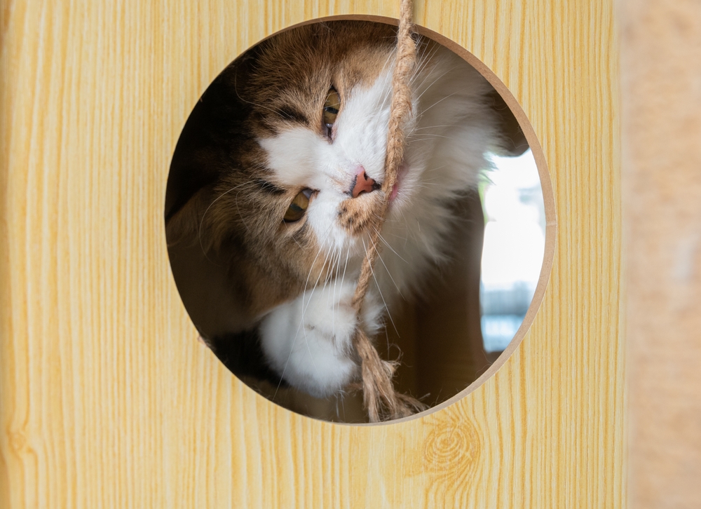 Cat bitting a rope