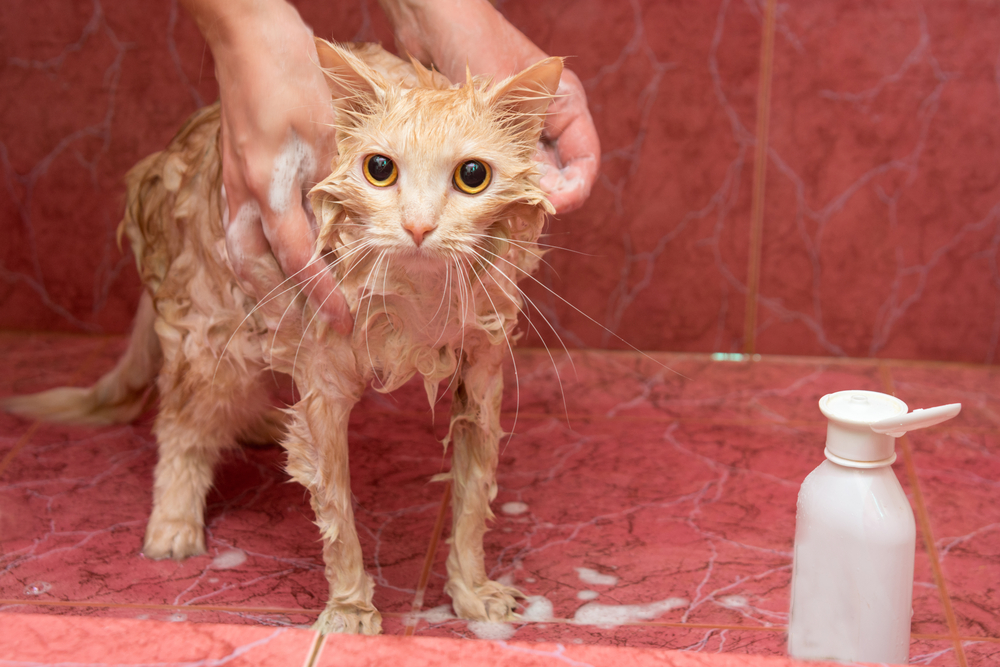 10 Best Ringworm Shampoos for Cats in 2026: Reviews & Top Picks