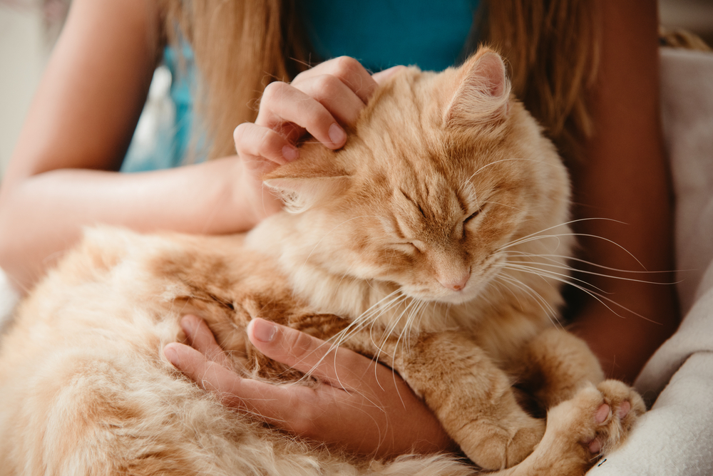 Why Do People Like Cats? 15 Vet-Reviewed Reasons