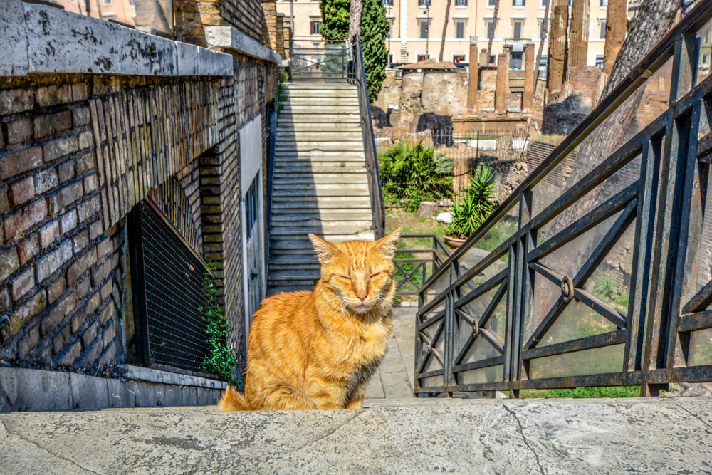 The Famous Cat Sanctuary in Rome: Torre Argentina