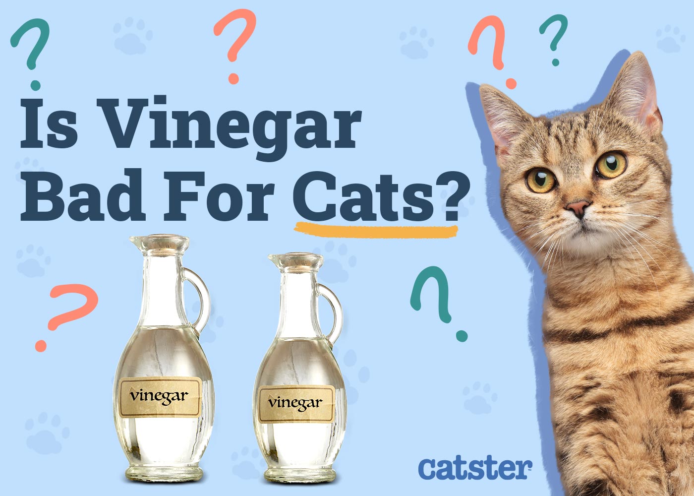 Is Vinegar Bad for Cats? Vet-Reviewed Safety Concerns