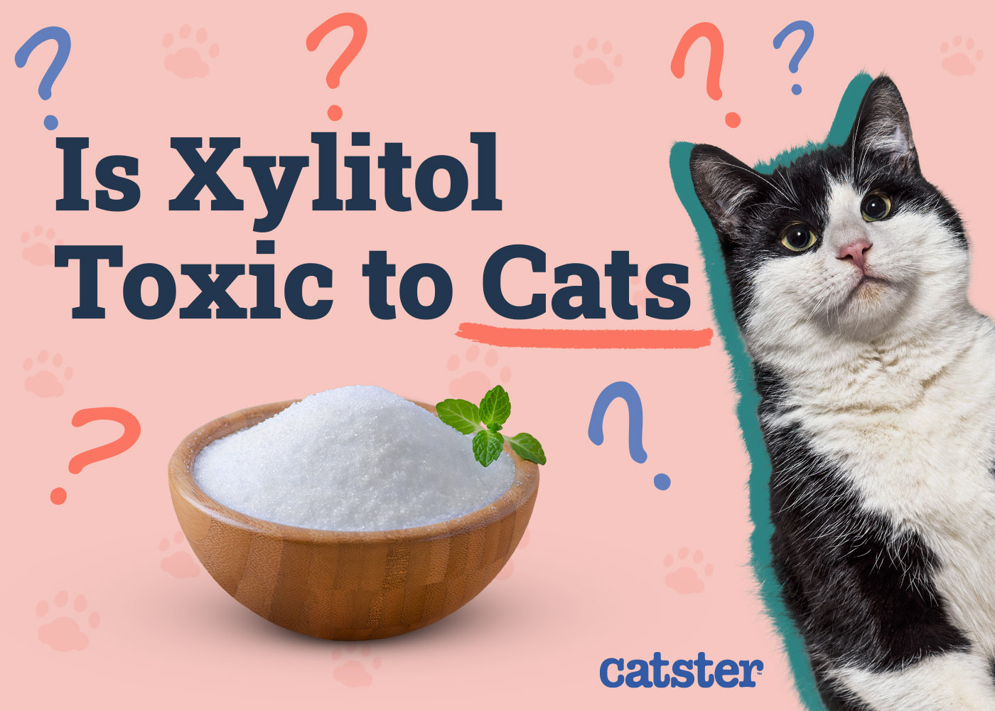 Is Xylitol Toxic To Cats? Safety & Nutrition Advice (Vet Answer)
