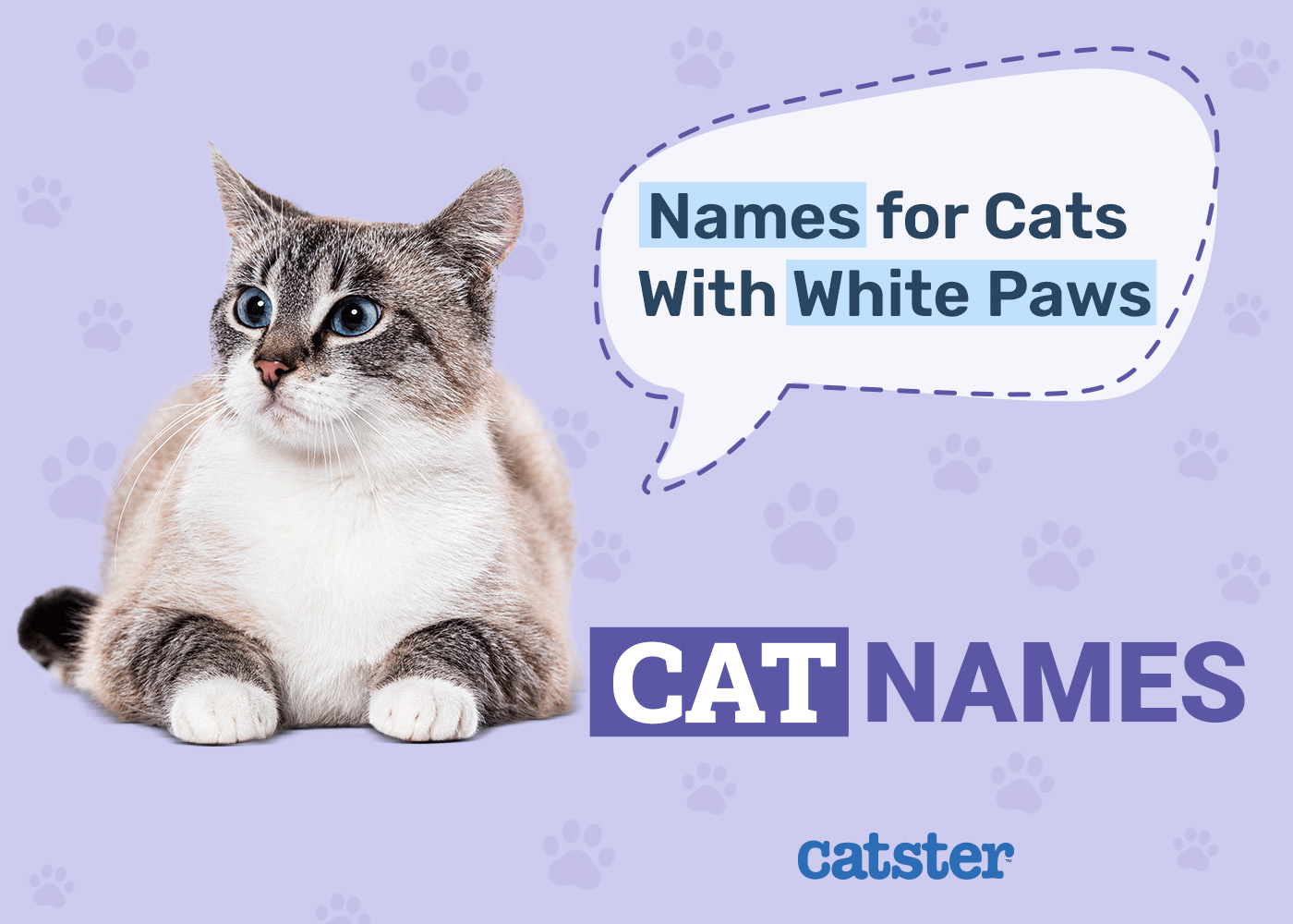 60 Fitting Names for Cats With White Paws