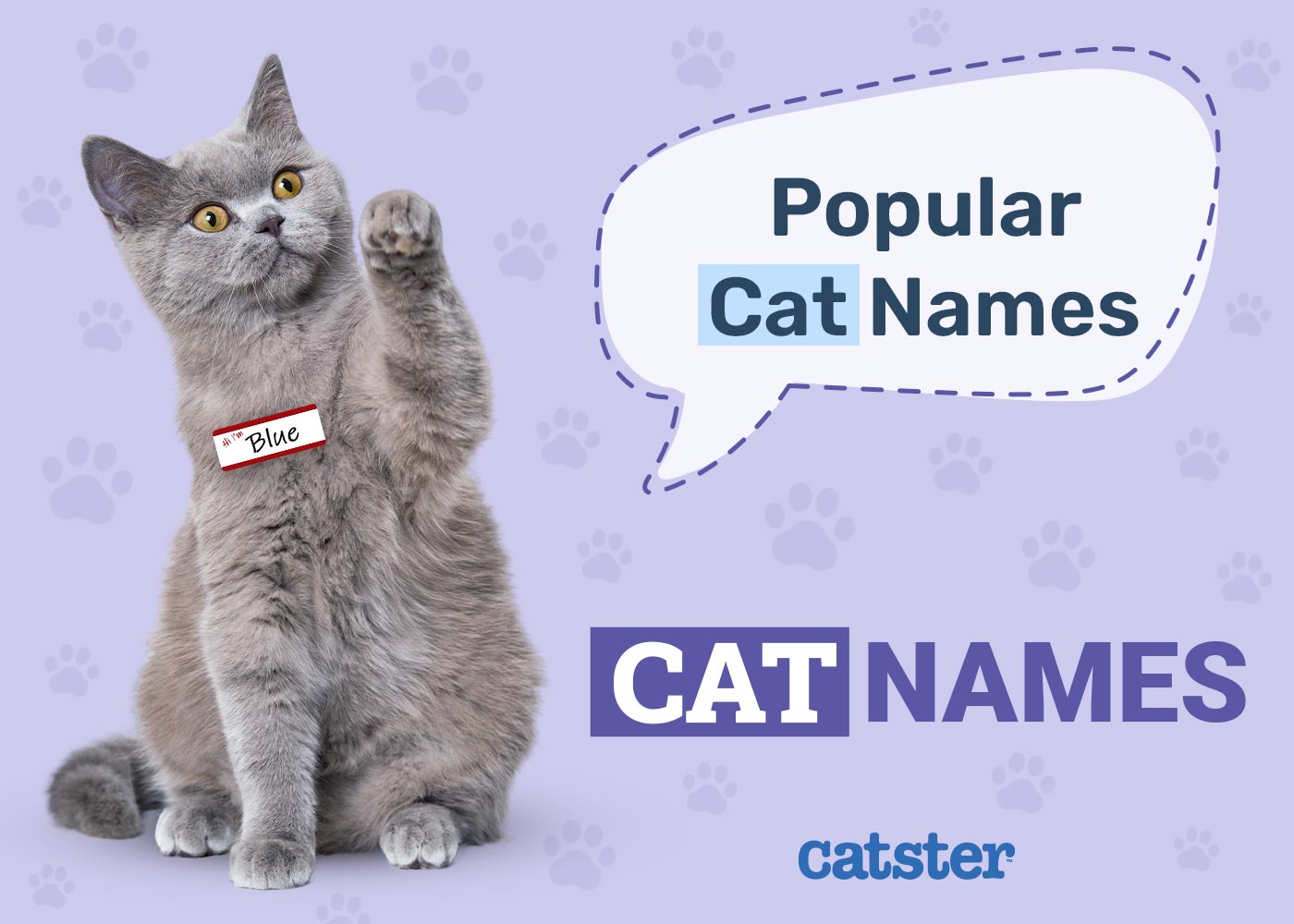100+ Popular Cat Names in 2026: Top Choices For Your Furry Feline