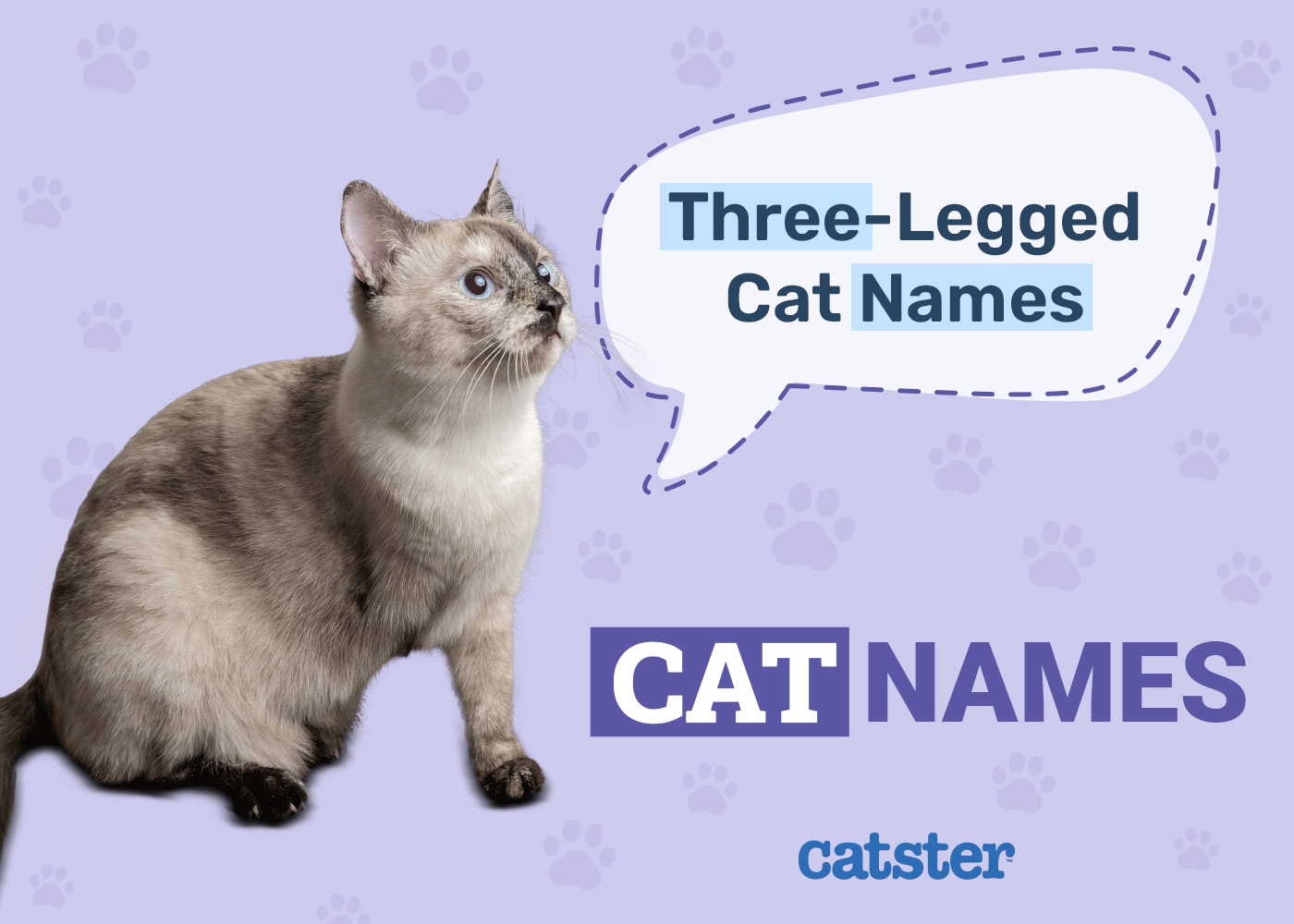 140 Three-Legged Cat Names: Adorable Names For Your Tripod Feline