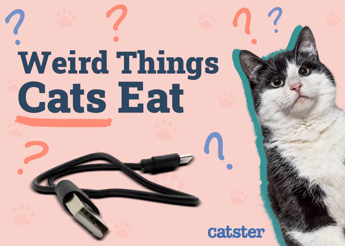 6 Weird Things Cats Eat: Vet-Reviewed Safety Tips & Considerations