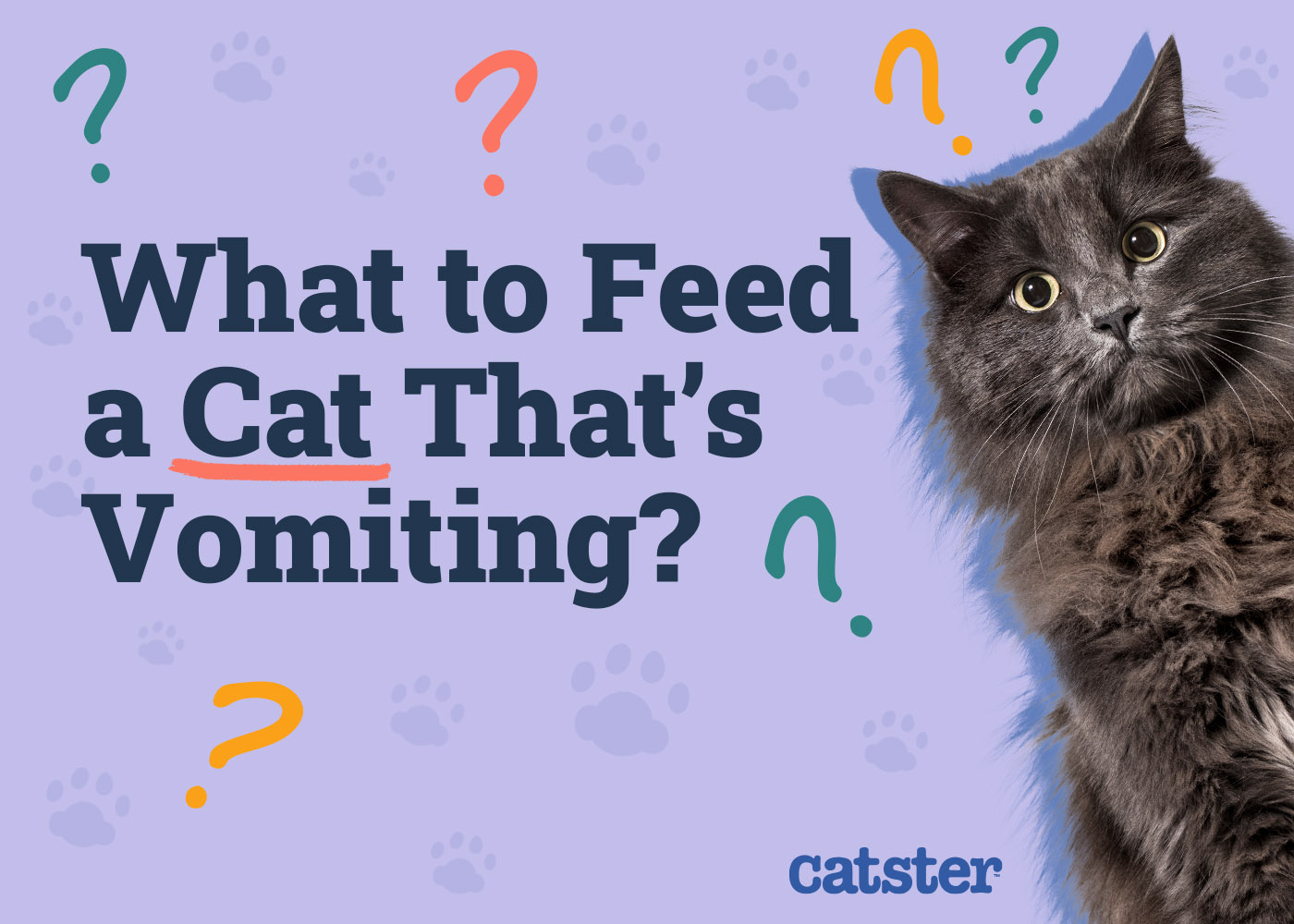 What to Feed a Cat That's Vomiting: Foods to Help Care for Your Kitty