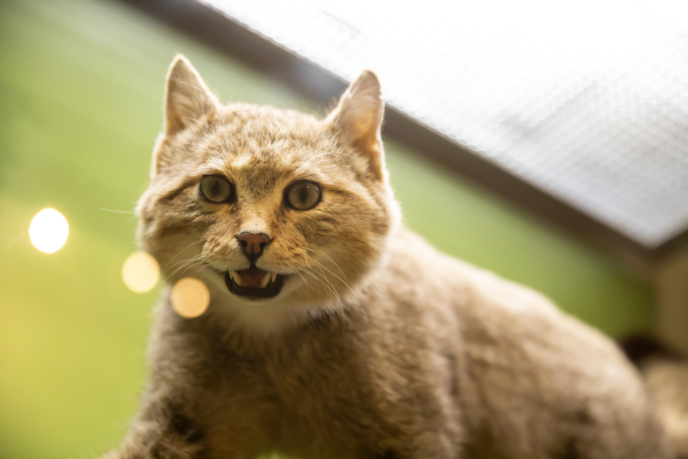 Cats and Taxidermy: We Interview a Taxidermist About Pet Preservation
