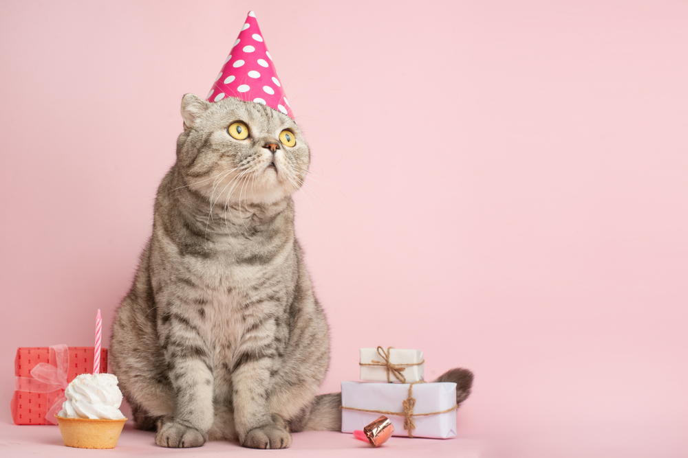 14 Essential Cat Party Supplies for a Kitty-Themed Event