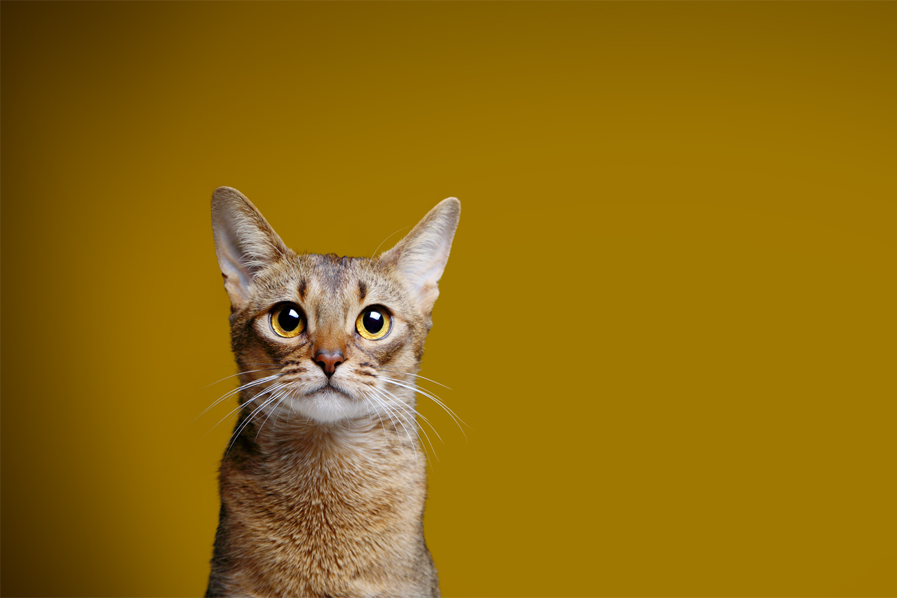Art We Heart: We Talk to Pet Photographer Andy Stolarek