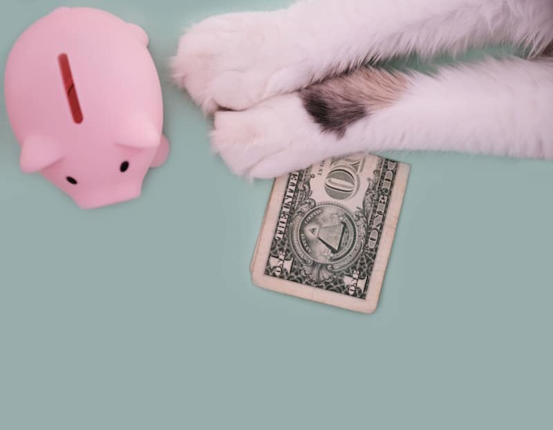 11 Vet-Approved Ways to Save Money on Cat Care: Effective & Easy Options
