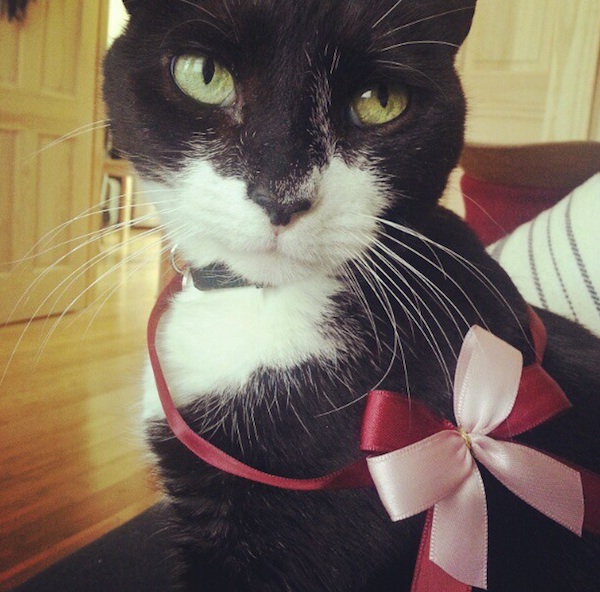 We Talk to JD Samson of the Band MEN About Her Cat, Dirty
