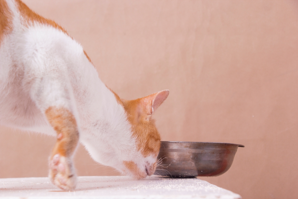 John Bradshaw Explains the Mysteries of Cat Behavior - with Science!