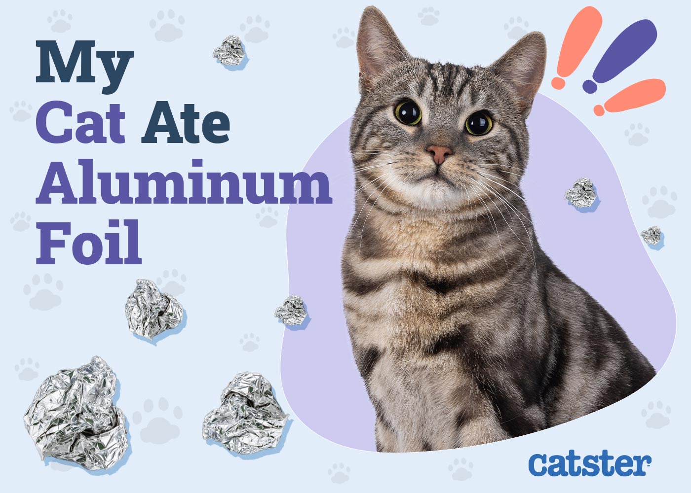My Cat Ate Aluminum Foil, What to Do: Vet Approved Facts & FAQ